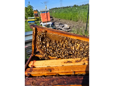 Our Vendors-24-Linn Benton Bees